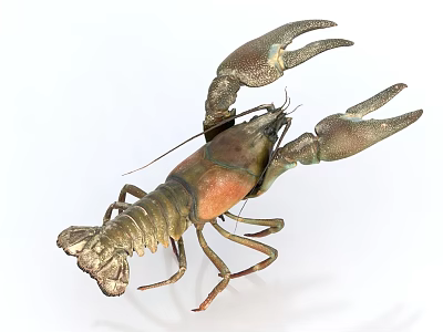 Detailed Close Up Of Freshwater Crayfish With Brownish Orange Body And Extended Claws 3d model