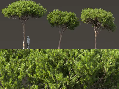 Evergreen Garden Shrub With Lush Green Foliage And Dense Branch Structure 3d model