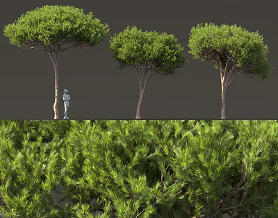 Evergreen Garden Shrub With Lush Green Foliage And Dense Branch Structure 3d model