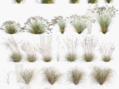 Various Different Types of Grass Plants with Different Heights Forms and Green Light Brown Colors 3d model