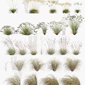 Various Different Types of Grass Plants with Different Heights Forms and Green Light Brown Colors
