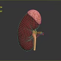 Medical Device 3D Anatomical Kidney Model for Medical Education Detailed Structure