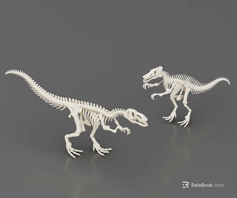 Public Facility Natural History Museum Exhibit With Two Detailed Dinosaur Skeleton Models 3d model 