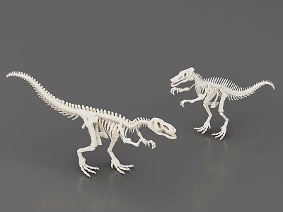 Public Facility Natural History Museum Exhibit With Two Detailed Dinosaur Skeleton Models 3d model