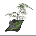 Fern Plant Combination With Irregular Shaped Container Green Moss And Stone