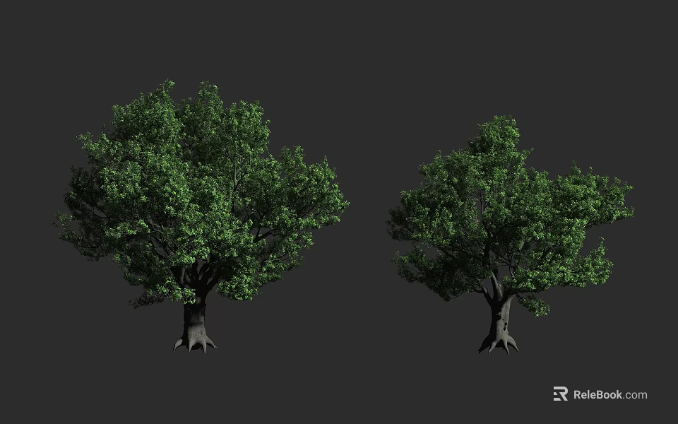 Two Green Arbor Trees with Thick Trunks and Lush Foliage against Gray Background 3d model