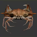 Orange Spotted Crab With Large Claws And Long Legs On Dark Background 3d model