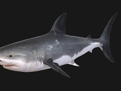 Realistic Large Grey Shark With Open Mouth Sharp Teeth And Dorsal Fin On Black Background 3d model