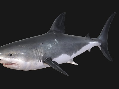 shark marine animal model