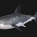 Realistic Large Grey Shark With Open Mouth Sharp Teeth And Dorsal Fin On Black Background