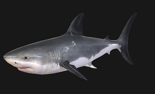 shark marine animal 3d model