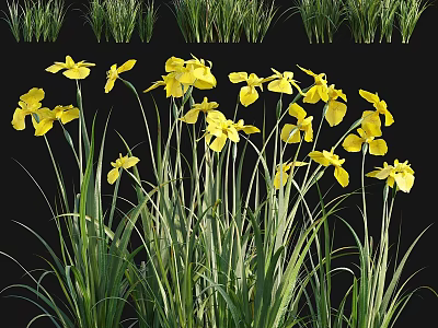 Vibrant Yellow Flowers Blooming With Lush Green Grass In Natural Scene 3d model