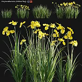 Vibrant Yellow Flowers Blooming With Lush Green Grass In Natural Scene