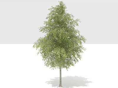 Lush Green Tree With Fresh Leaves And Sturdy Trunk For Garden Landscaping 3d model