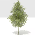 Lush Green Tree With Fresh Leaves And Sturdy Trunk For Garden Landscaping