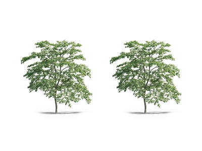 The Modern Tree 3d model