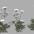 Green Leaf Plants With White Flowers And Lush Foliage Arranged In Multiple Groups