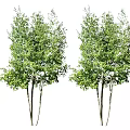 Lush Green Arbor Trees With Multiple Trunks And Dense Foliage 3d model