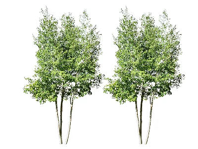 Lush Green Arbor Trees With Multiple Trunks And Dense Foliage 3d model