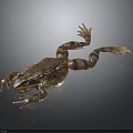 Brown And Black Spotted Frog With Stretched Limbs On Dark Background Surface 3d model