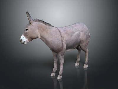 Detailed Lifelike Grey Donkey Standing On Dark Background 3d model