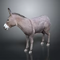Detailed Lifelike Grey Donkey Standing On Dark Background