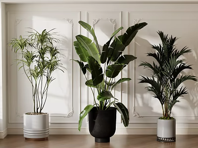 Elegant Indoor Potted Plants With Large Leaves And Colored Pots In Modern Interior 3d model