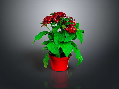 Potted Plant With Red Flowers And Green Leaves In Red Pot 3d model