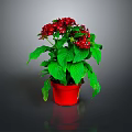 Potted Plant With Red Flowers And Green Leaves In Red Pot