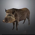 Wild Boar With Thick Brown Fur Standing On Dark Gray Background