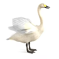 White Swan with Spread Wings Yellow Eyes Black Beak and Legs