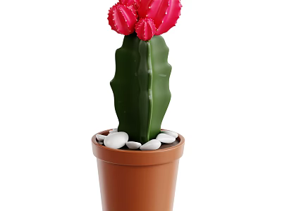 Green Stem Cactus With Red Flowers In Brown Pot And White Pebbles 3d model