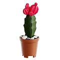 Green Stem Cactus With Red Flowers In Brown Pot And White Pebbles