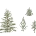 Various Arbor Tree Types With Height Measurement Scales And Diverse Growth Forms 3d model