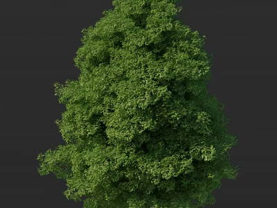 Lush Green Arbor With Dense Foliage In Natural Outdoor Environment 3d model