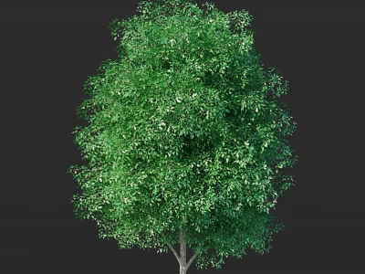Lush Green Tree with Dense Foliage and Vibrant Green Leaves on Isolated Black Background 3d model