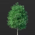 Lush Green Tree with Dense Foliage and Vibrant Green Leaves on Isolated Black Background