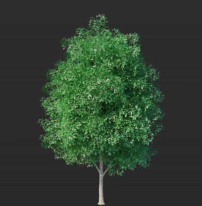 Lush Green Tree with Dense Foliage and Vibrant Green Leaves on Isolated Black Background 3d model