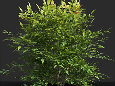 Lush Green Shrub With Healthy Leaves And Natural Branch Structure 3d model