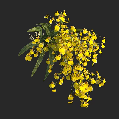 Yellow Orchids With Green Leaves And Drooping Flower Clusters 3d model
