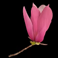 Beautiful Pink Magnolia Bud with Soft Petals on Black Background and Delicate Branch