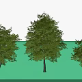 Three Green Trees Of Different Sizes With Upright Trunks And Lush Foliage 3d model