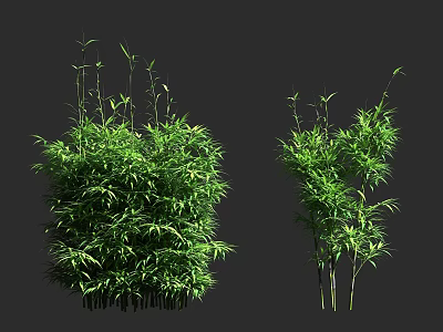 Lush Green Bamboo Plants With Different Growth Forms And Fresh Leaves 3d model