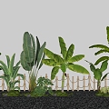 Modern tropical plant plantain traveler plantain plant pile 3d model