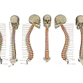 Human Spine Anatomical Model Medical Device With Detailed Vertebrae And Structural Views