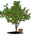 Red Fruit Bearing Tree With Basket of Fruits Under Against Blue Sky and White Clouds