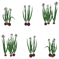 Crop Plants With Long Green Leaves White Bulbous Tops And Pink Yellow Roots