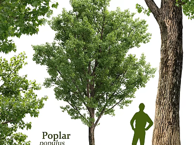 Poplar Tree Themed Decorative Ornament Set With Silhouette Figure And Green Foliage 3d model