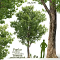Poplar Tree Themed Decorative Ornament Set With Silhouette Figure And Green Foliage