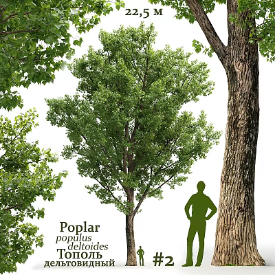 Poplar Tree Themed Decorative Ornament Set With Silhouette Figure And Green Foliage 3d model